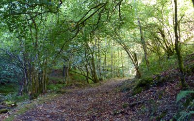 Bosque de Muniellos